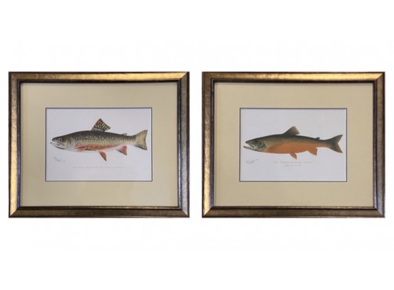 Original Antique Denton Fish Prints: Male Brook Trout, Canadian Red Trout