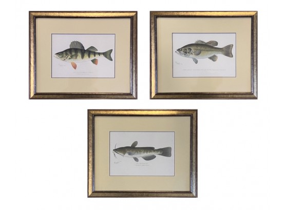 Original Antique Denton Fish Prints: Set Of 3