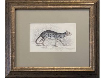 Antique Jardine Mammals Print: Felix Serval (The Serval) Native Of India