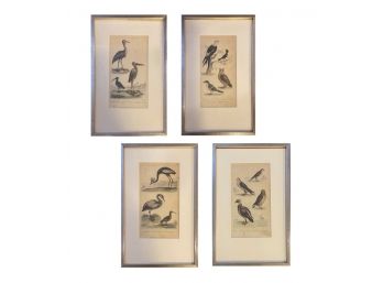 Antique 1821 Engraved Bird Prints, By Samuel Davenport,London- Set Of 4