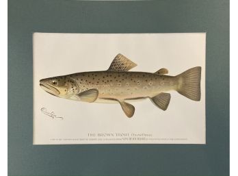 Original Antique Denton Fish Prints: The Brown Trout (SalmonFario)