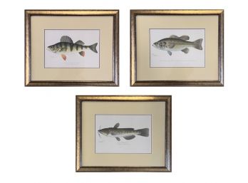 Original Antique Denton Fish Prints: Set Of 3