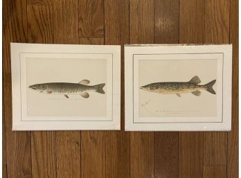 Pair Of Unframed Original Antique Denton Authentic Fish Prints  (2 Of 2)