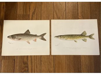 Pair Of Unframed Original Antique Denton Fish Prints (1 Of 2)