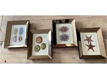 Set Of 4 Marine Life Prints In Rose Colored Mirrored Frames
