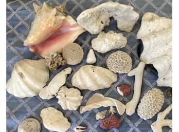 Fantastic Collection Of Large Shells And Coral