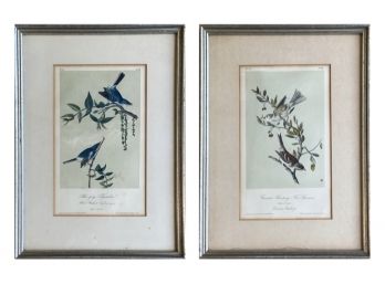 Vintage Audubon Bird Prints