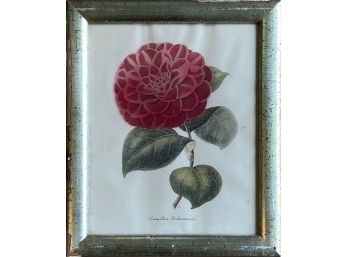 Vintage Camellia Robertsonii Print