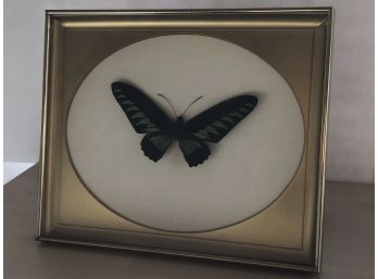 Male Peru Butterfly - Art Piece - Wall Decor