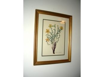 Framed Print Of Hypericum Sympicum Flower