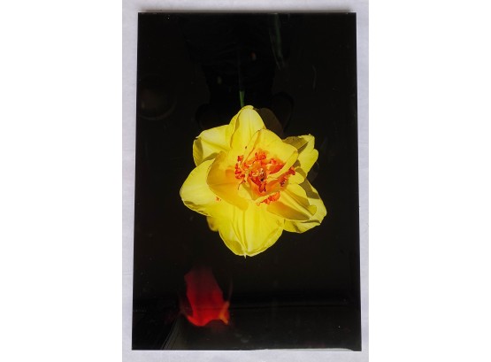 Large Framed Photograph Of Flower