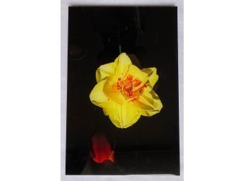 Large Framed Photograph Of Flower