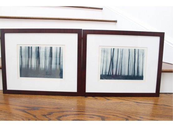 Stunning Rain Forest Photographs In Wood And Glass Frame