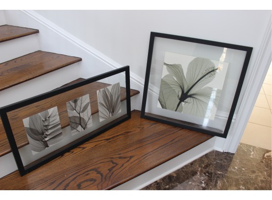 Two Botanical Prints In Wood And Glass Frames
