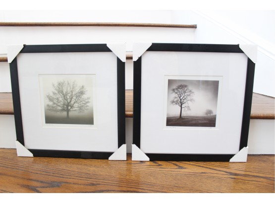 Signed 'Awakening' And 'In Just Spring' Calvo Trees Series Prints By Award-winning Photographer , R.Calvo