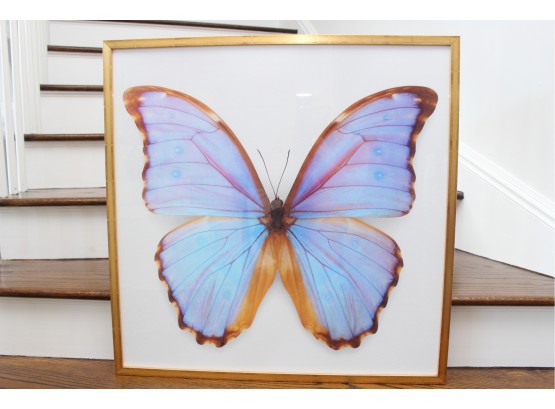 Glass Framed Morpho Godarti Butterfly Print By Christopher Marley