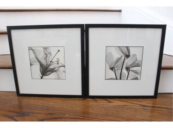 Two Beautiful Black And White Botanical Prints Framed In Glass