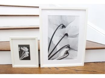 Two Black And White Foliage Prints Framed In Glass