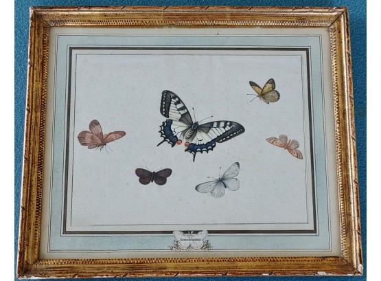 Antique Watercolor Of Butterflies, Hengstenburgh