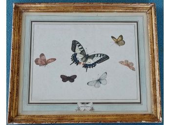 Antique Watercolor Of Butterflies, Hengstenburgh