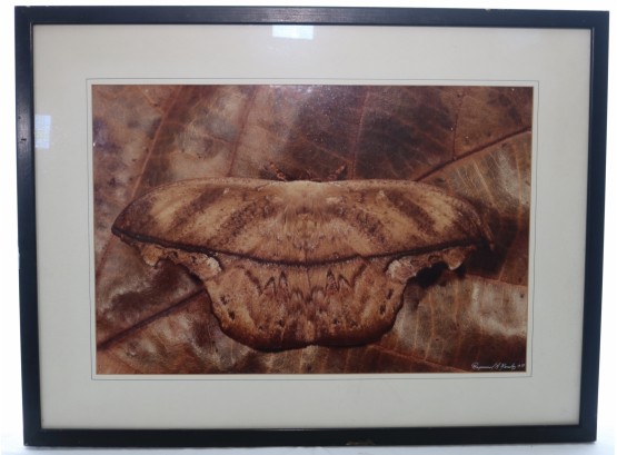 Framed Moth Camouflage Artwork