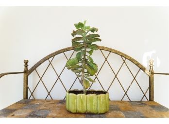 Pistachio Green Ceramic Planter Pot With Crazed Finish - Plant Included