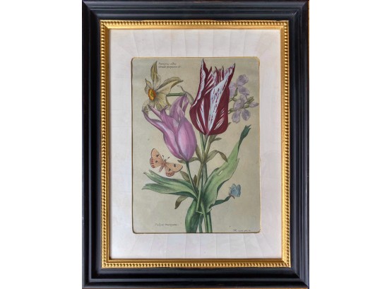 Nicolas Robert Hand Colored Tulip Framed Print