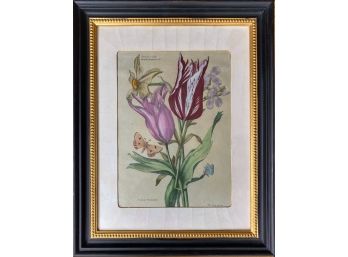 Nicolas Robert Hand Colored Tulip Framed Print