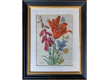 Nicolas Robert Hand Colored Lily Framed Print