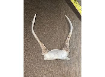 Small Antlers Rack