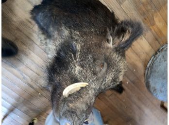 Large Well Done Boar Head Mount, Over 31!