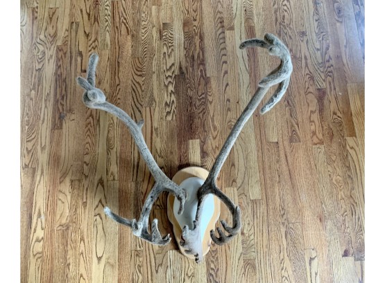 Mounted Caribou Antlers