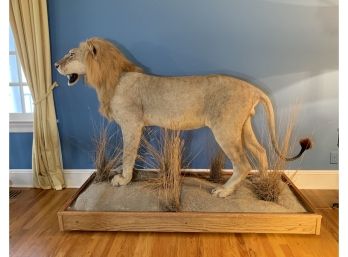 African Lion Full Size Mount * Only Available To CT Bidders *