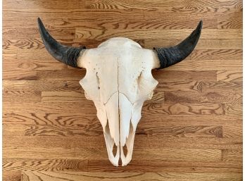 Bison Skull Fitted With Wall Mounting Hardware