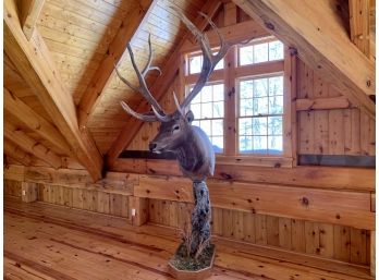Massive Shoulder Mounted Elk Trophy  * Professional Mover Required *