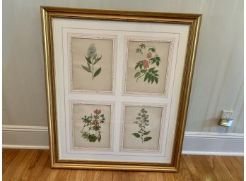 Beautifully Framed & Matted Four Antique Book Plate Botanical Prints