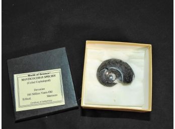 Coiled Cephalopod Fossil 380 Million Years Old With COA