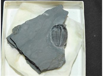 Millions Of Year Old Fossil