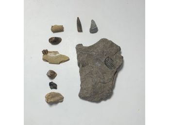 Mixed Lot Of Fossils