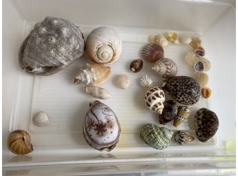 Group Of Sea Shells