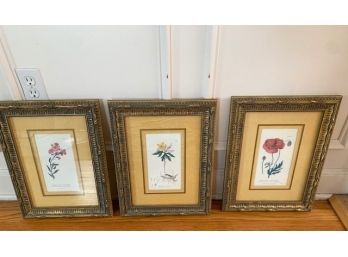 Three Framed Botanical Wall Art Prints