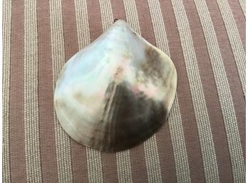 Iridescent Seashell Pendant