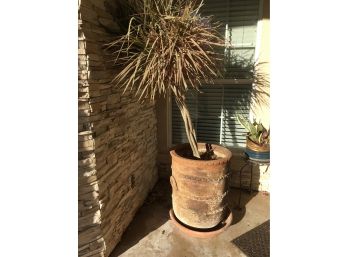 Terricotta Planter With Tree 20 X 25  Overall 6 FT