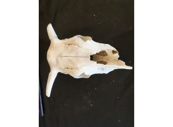 Cow Or Bull Skull