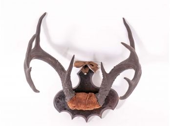 Mounted Stag's Antler Rack