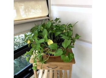 Real Pothos Plant With Planter