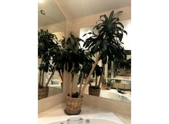 Real Potted Palm Plant, 8ft Tall