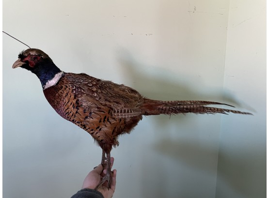 Male Ring Necked Pheasant Taxidermy Bird