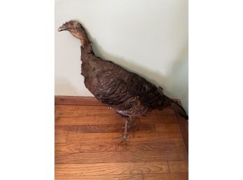 Heavily Worn Taxidermy Bird Turkey
