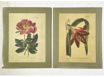 A Pair Of Unframed Botanical Prints